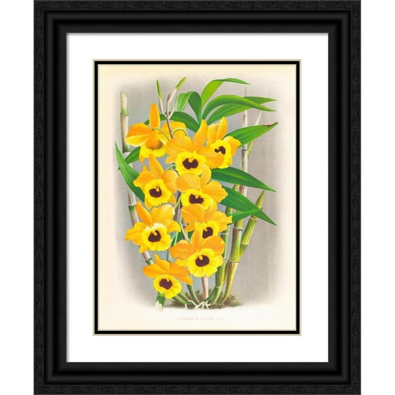 Jean Jules Linden 19x24 Black Ornate Framed Double Matted Museum Art Print Titled: Dendrobium Paxtoni (1885-1906)