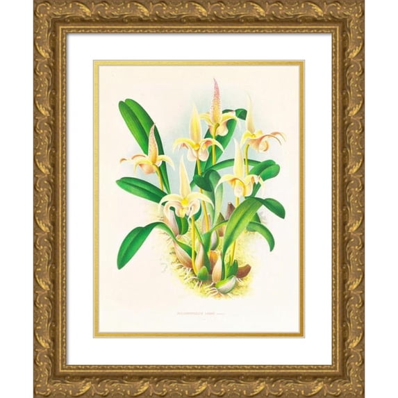 Jean Jules Linden 19x24 Gold Ornate Framed and Double Matted Museum Art Print Titled - Bolbophllum Labbi (1885-1906)