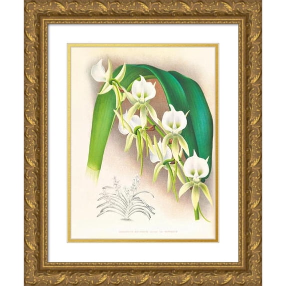 Jean Jules Linden 19x24 Gold Ornate Framed and Double Matted Museum Art Print Titled - Listrostachys Ivory Ssp (1885-1906)