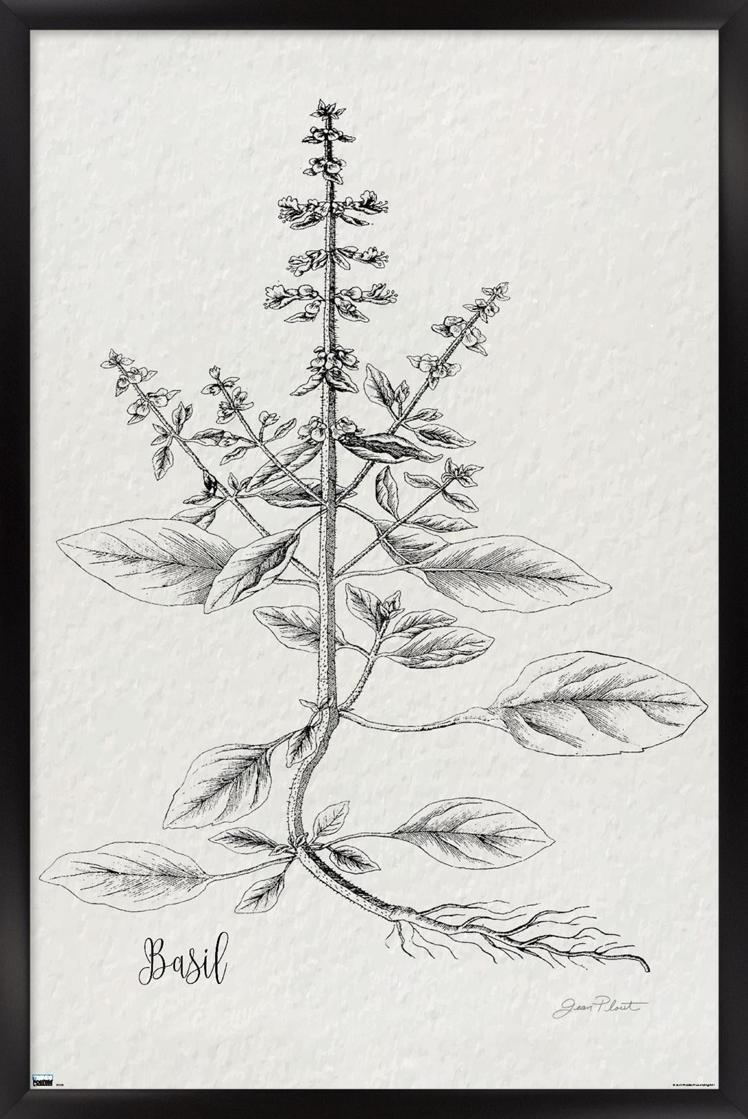 Jean Plout - Botanical Studies on Paper Basil Wall Poster, 14.725" x 22.375" Framed