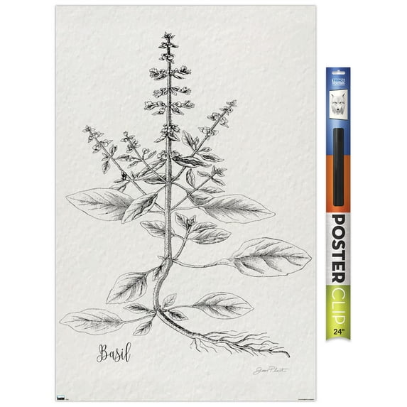 Jean Plout - Botanical Studies on Paper Basil Wall Poster, 22.375" x 34"