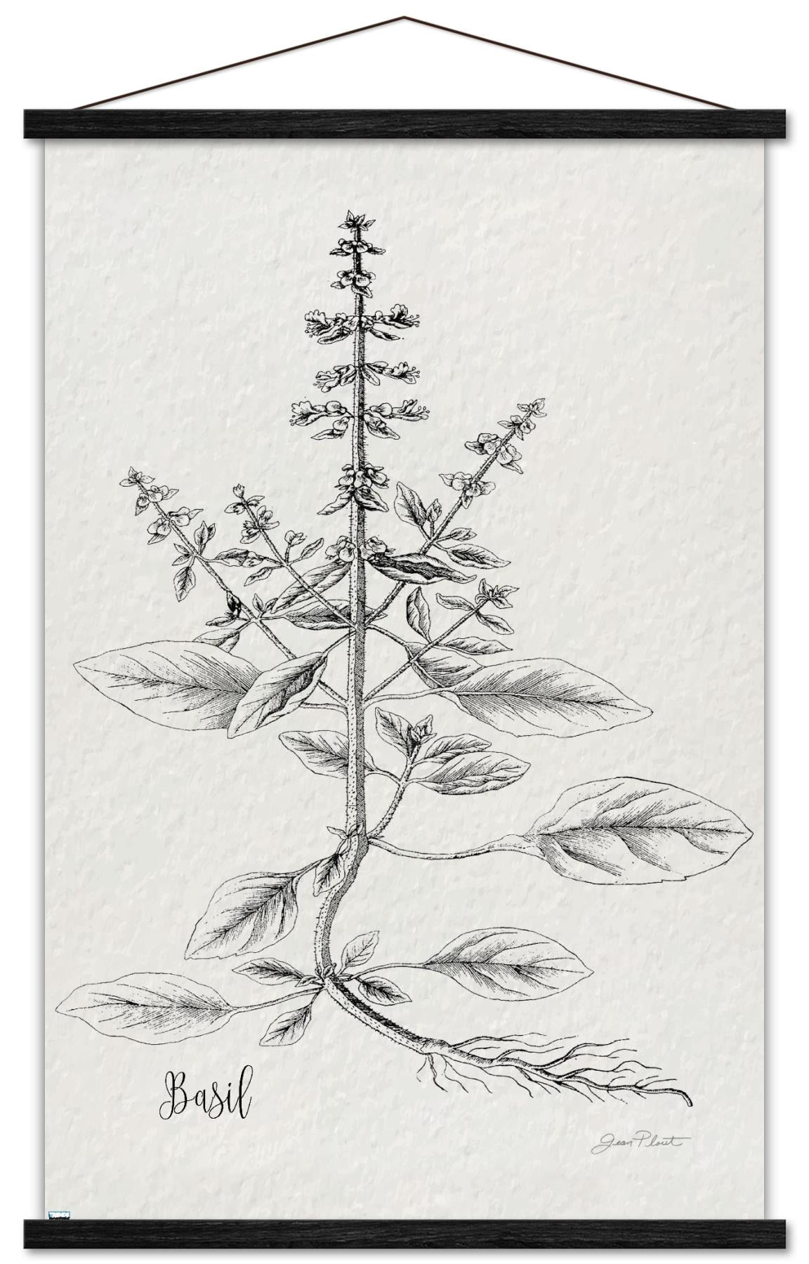 Jean Plout - Botanical Studies on Paper Basil Wall Poster with Magnetic Frame, 22.375" x 34"