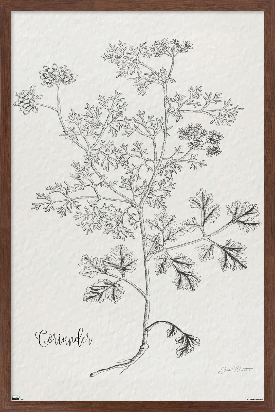 Jean Plout - Botanical Studies on Paper Coriander Wall Poster, 14.725" x 22.375" Framed