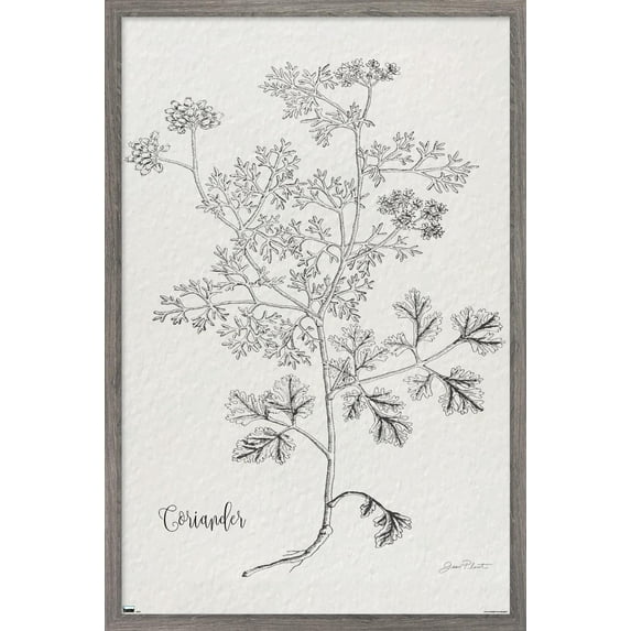 Jean Plout - Botanical Studies on Paper Coriander Wall Poster, 14.725" x 22.375" Framed