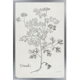 thumbnail image 1 of Jean Plout - Botanical Studies on Paper Coriander Wall Poster, 14.725" x 22.375" Framed, 1 of 6