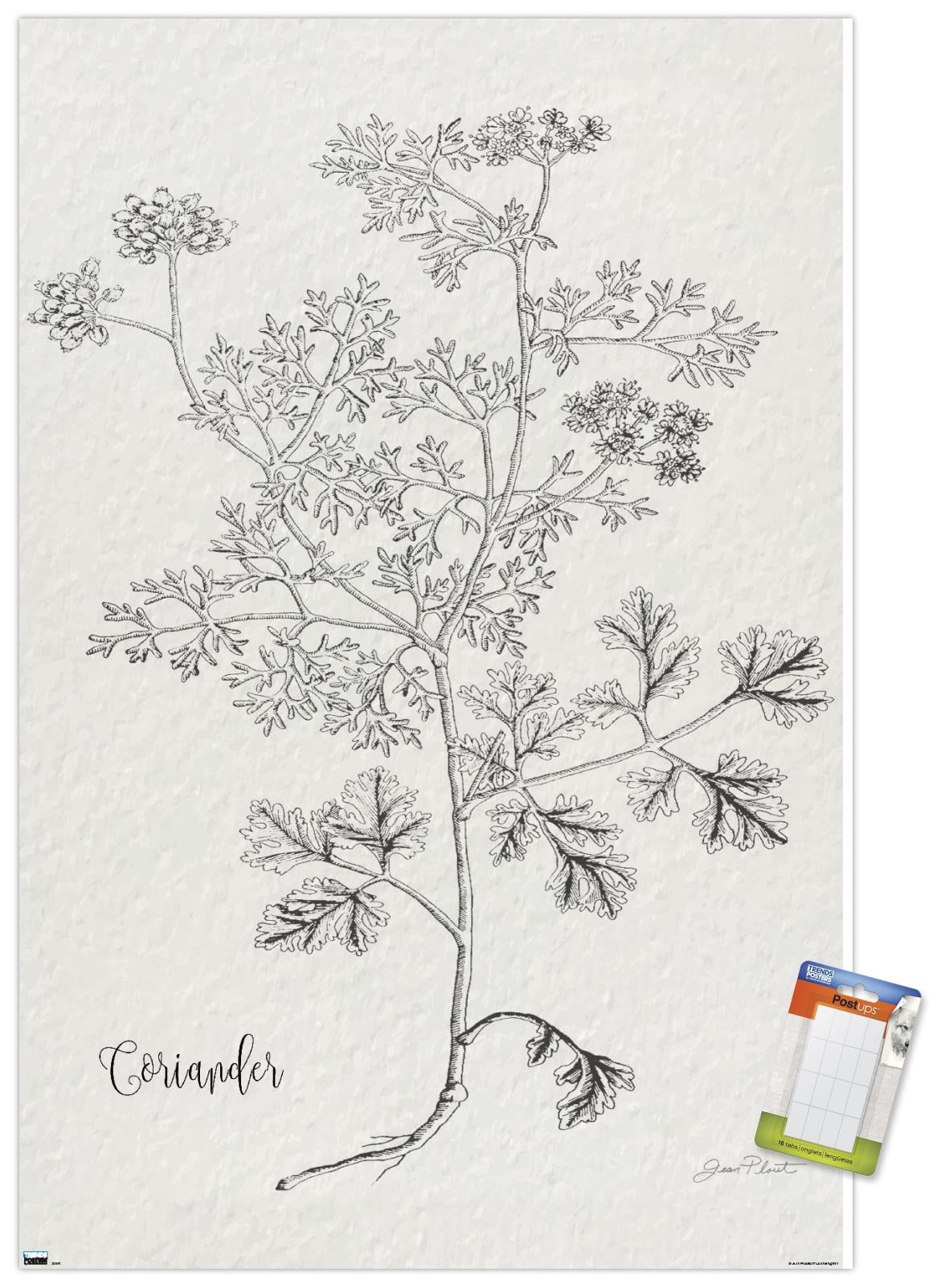 Jean Plout - Botanical Studies on Paper Coriander Wall Poster, 14.725" x 22.375"