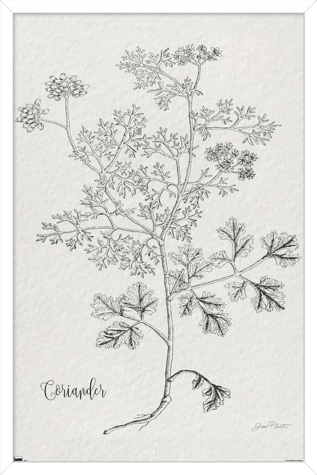 Jean Plout - Botanical Studies on Paper Coriander Wall Poster, 22.375" x 34" Framed