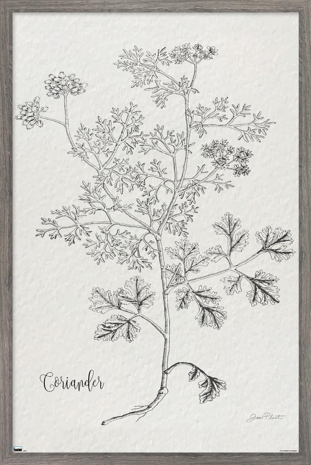 Jean Plout - Botanical Studies on Paper Coriander Wall Poster, 22.375" x 34" Framed