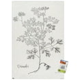 thumbnail image 1 of Jean Plout - Botanical Studies on Paper Coriander Wall Poster with Pushpins, 22.375" x 34", 1 of 6