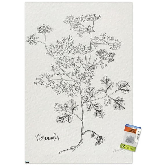 Jean Plout - Botanical Studies on Paper Coriander Wall Poster with Pushpins, 22.375" x 34"