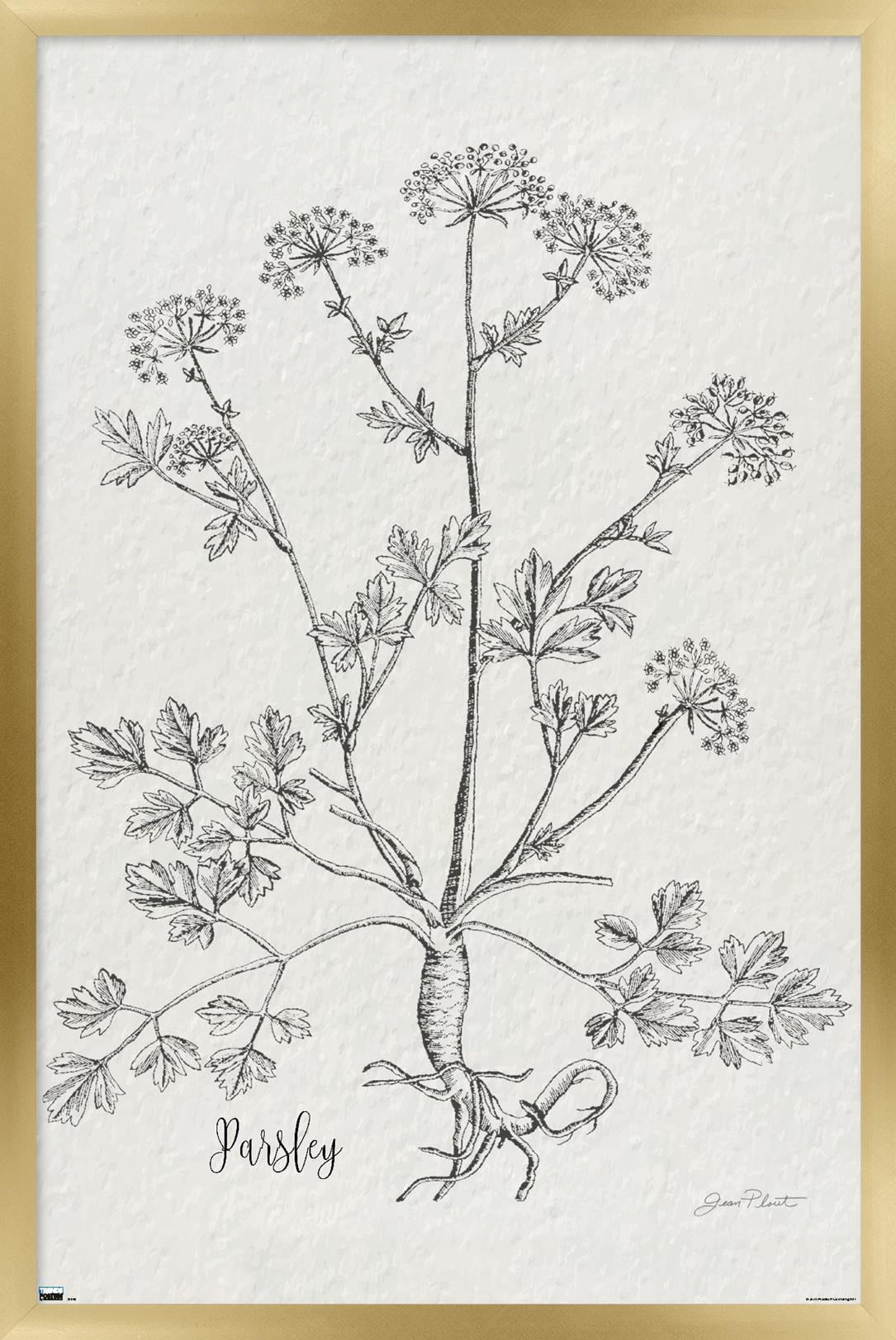 Jean Plout - Botanical Studies on Paper Parsley Wall Poster, 14.725" x 22.375" Framed
