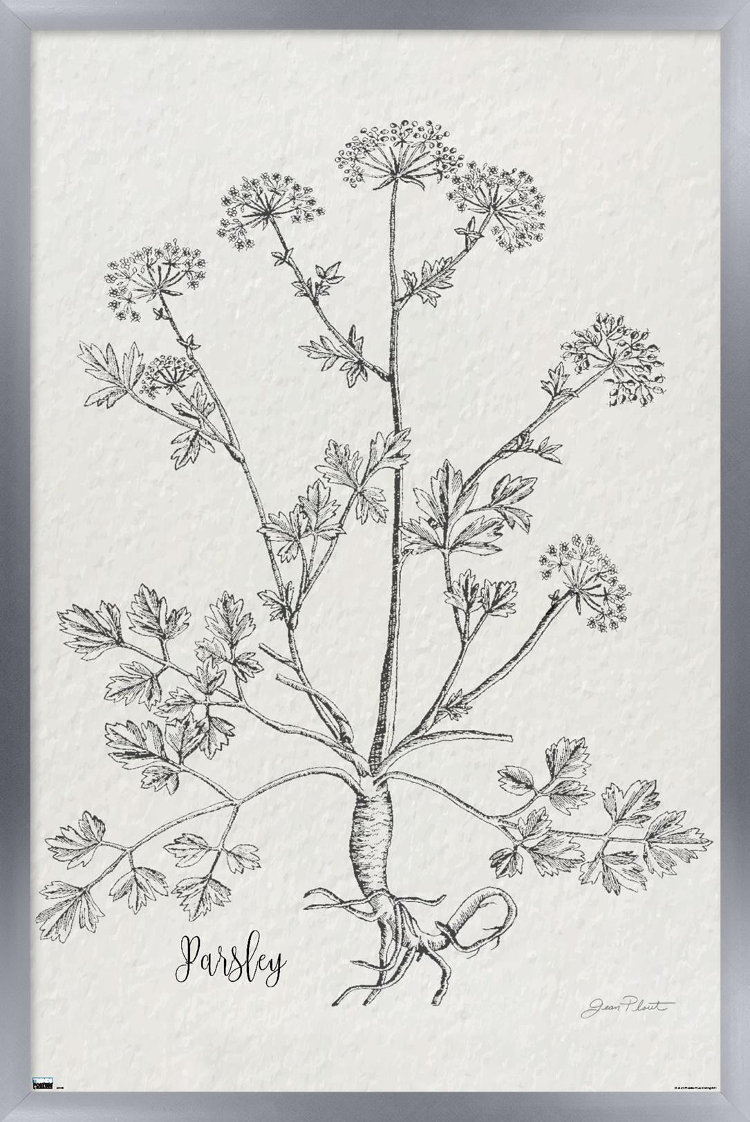 Jean Plout - Botanical Studies on Paper Parsley Wall Poster, 14.725" x 22.375" Framed