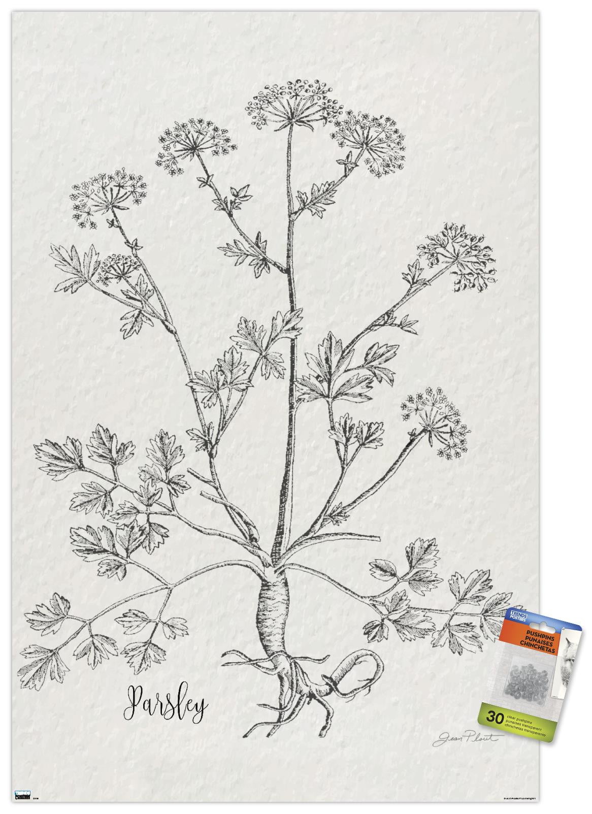 Jean Plout - Botanical Studies on Paper Parsley Wall Poster with Pushpins, 22.375" x 34"