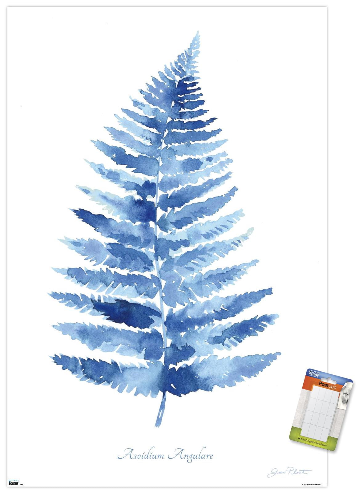 Jean Plout - Indigo Botanical Asoidium Angulare Wall Poster, 14.725" x 22.375"