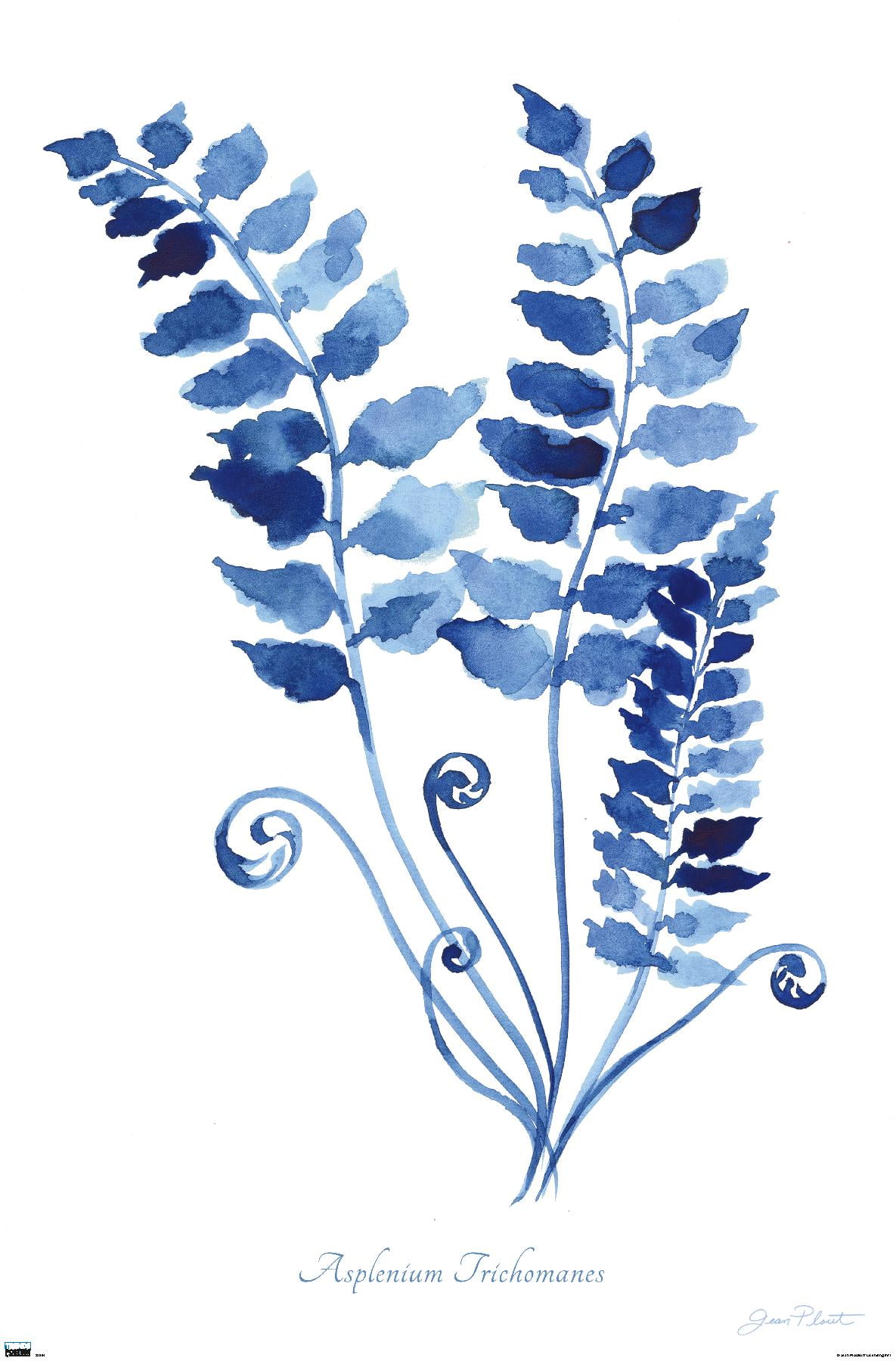 Jean Plout - Indigo Botanical Asplenium Trichomanes Wall Poster, 14.725" x 22.375"