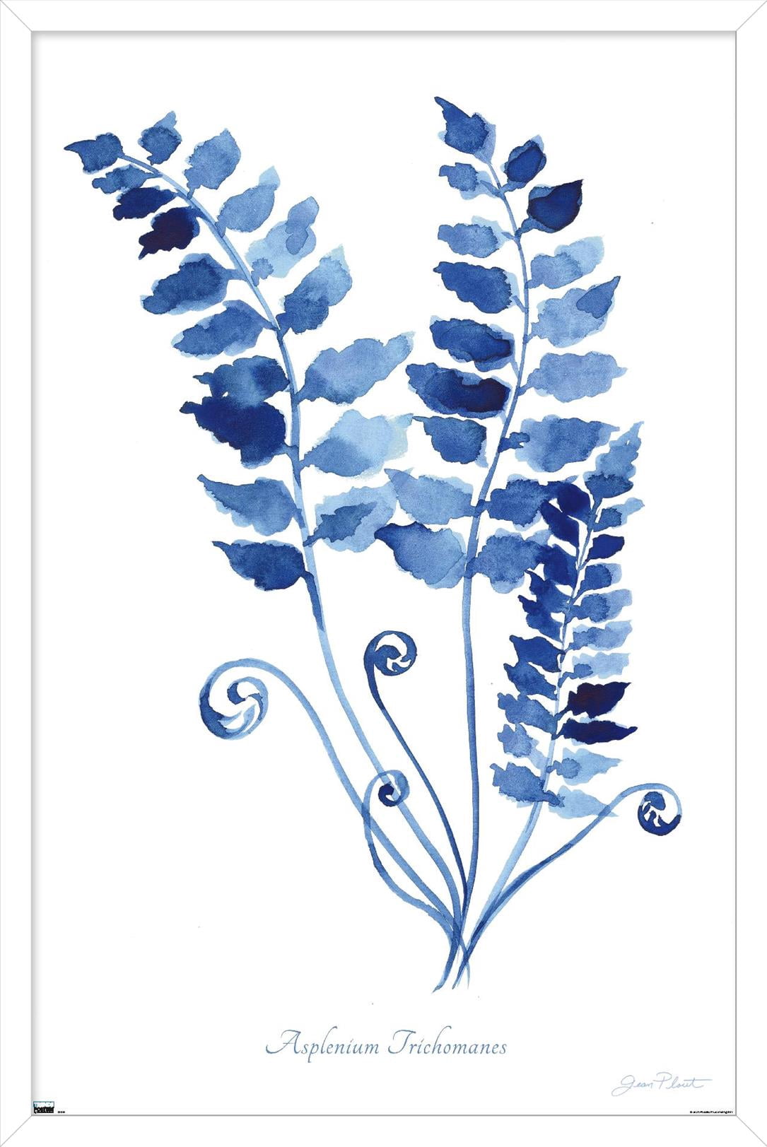 Jean Plout - Indigo Botanical Asplenium Trichomanes Wall Poster, 22.375" x 34" Framed