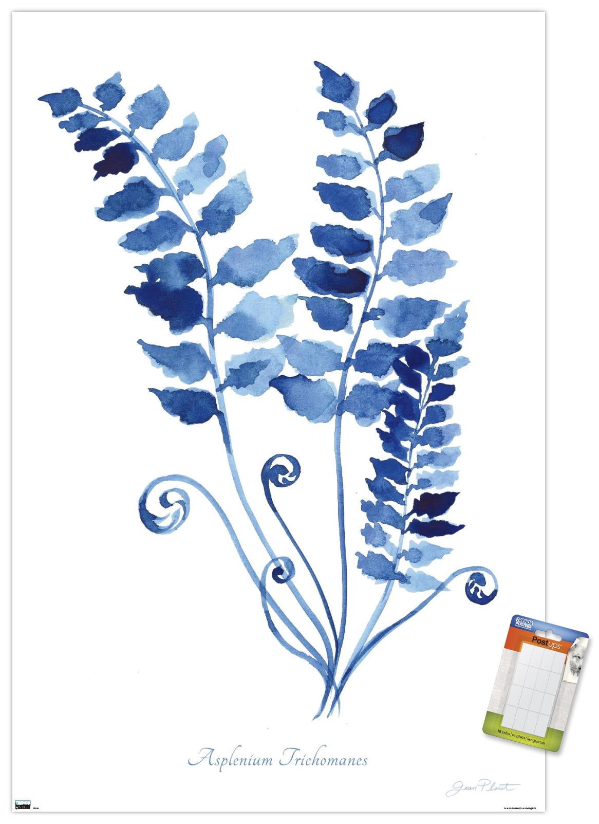 Jean Plout - Indigo Botanical Asplenium Trichomanes Wall Poster, 22.375" x 34"