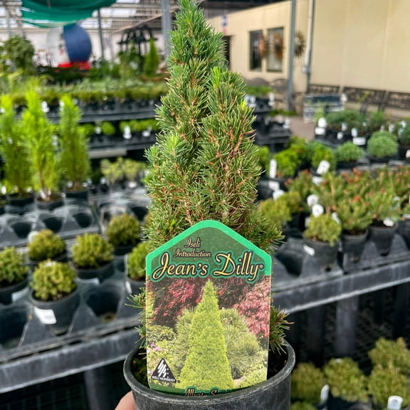 Jeans Dilly Alberta Spruce, Live Plant, 4" Growers Pot