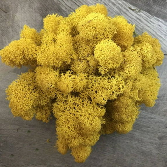 JeashCHAT Artificial Green Plant Immortal Fake Flower Moss Grass For Home Living Room Decorative Wall DIY Flower Mini Colorful Accessories
