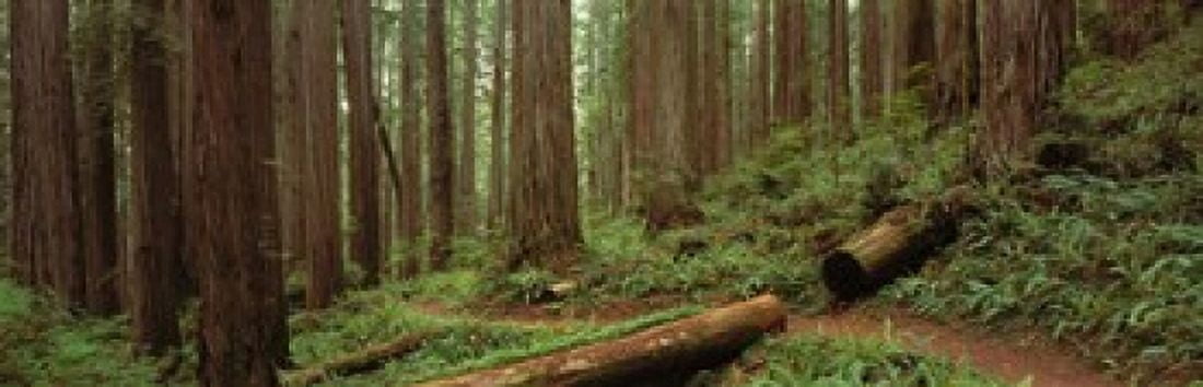 Jedediah Smith State Park California Canvas Art - Panoramic Images (38 x 12)