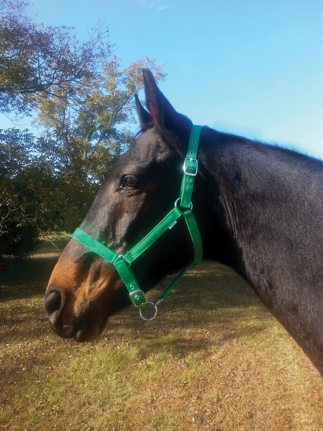 Jeffers Adjustable Nylon Horse Halter, Full Size Durable DoublePly