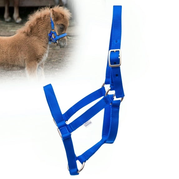 Jeffers Equine Mini Horse Halter – 3/4" Nylon Adjustable Halter for Miniature Horses, Ponies, Under 100 lbs – Heavy Duty Hardware, Secure Fit for Training, Turnout, Grooming, Travel – Royal Blue