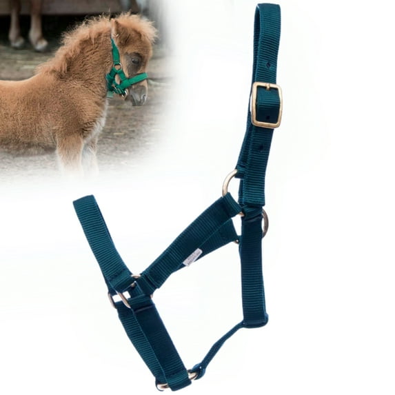 Jeffers Nylon Adult Miniature Horse Halter| Adult | Under 300 lb | Dark Green