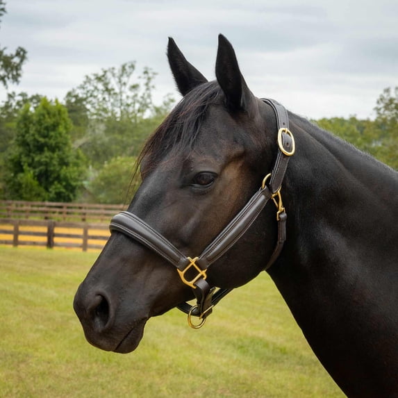 Jeffers Equine Softie Padded Leather Horse Halter, Full – Adjustable Crown & Nose, Quick Release Cheek Snap, English Style Tack for Training, Grooming, Riding, Barn, Turnout – Havana Brown