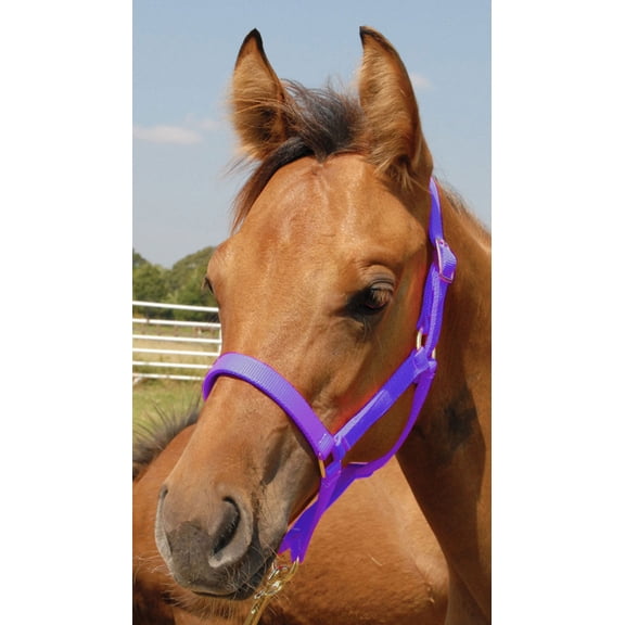 Jeffers Equine Nylon Pony Halter, Up to 300lbs– Heavy Duty 2 Ply Adjustable Design with 3/4" Webbing & Cast Hardware, Secure Fit for Stable Tack, Training, & Barn Use, Pairs with Blanket - Purple