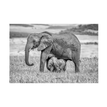 Jeffrey C Sink 'Staying Close And Protected' Canvas Art
