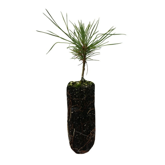 Jeffrey Pine | Medium Tree Seedling | The Jonsteen Company