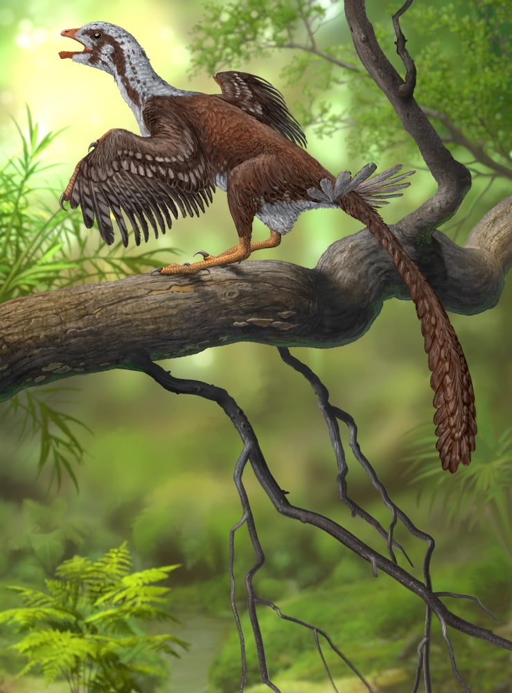 Jeholornis prima perched on a tree branch during the Early Cretaceous Period Canvas Art - Sergey KrasovskiyStocktrek Images (13 x 17)
