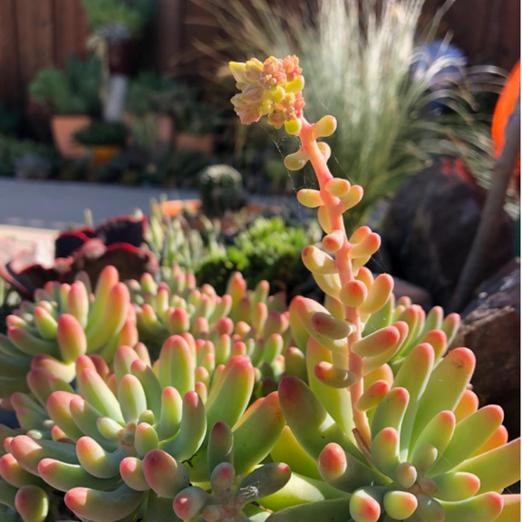 Jelly Beans, Sedum Pachyphyllum Rose, Live Succulent In 2" Pot