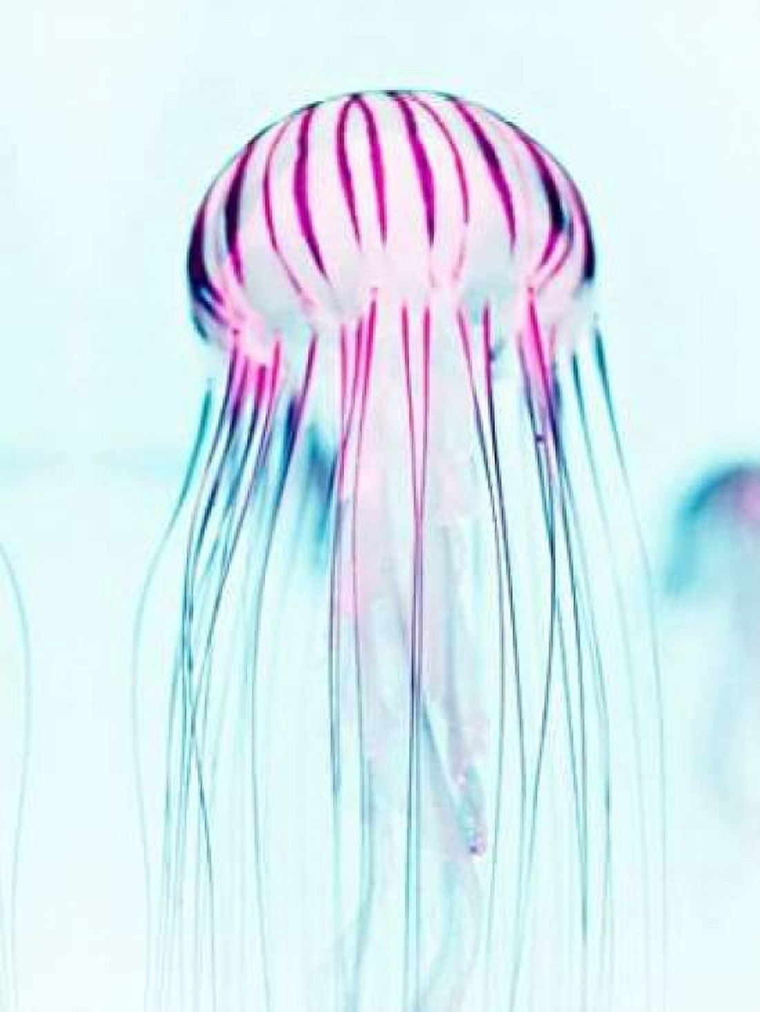 Jelly Fish Canvas Art - Tai Prints (18 x 24)