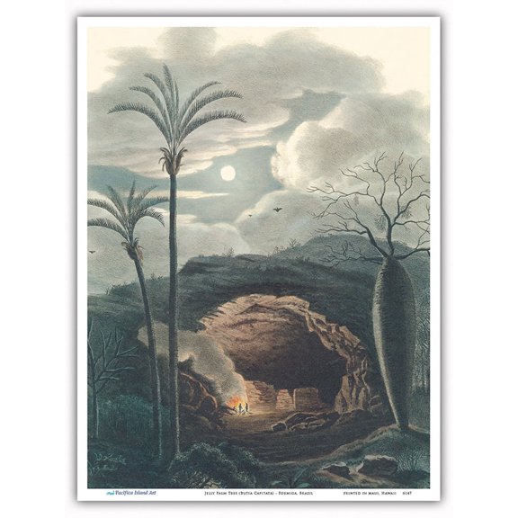 Jelly Palm Tree (Butia Capitata) - Formiga Brazil - Vintage Botanical Illustration by Carl Friedrich Philipp von Martius c.1820s - Master Art Print (Unframed) 9in x 12in