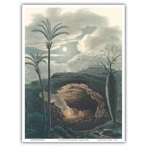 Jelly Palm Tree (Butia Capitata) - Formiga Brazil - Vintage Botanical Illustration by Carl Friedrich Philipp von Martius c.1820s - Master Art Print (Unframed) 9in x 12in