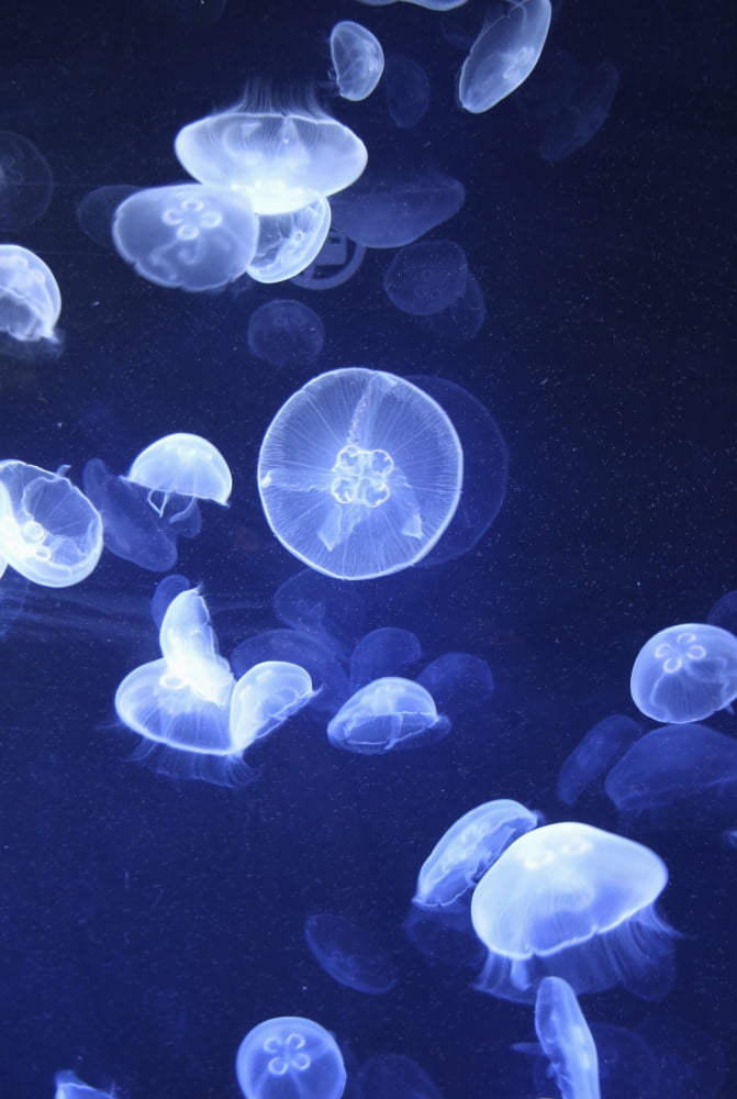 Jellyfish At Loceanographic Aquarium Canvas Art - Mark Thomas  Design Pics (12 x 18)