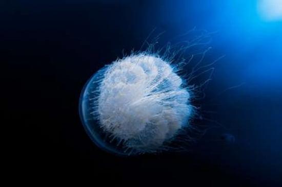 Jellyfish Canvas Art - Barathieu Gabriel (12 x 18)