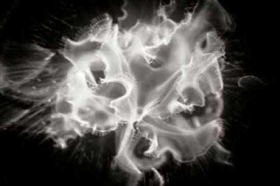 Jellyfish Canvas Art - Beth Wold (24 x 36)