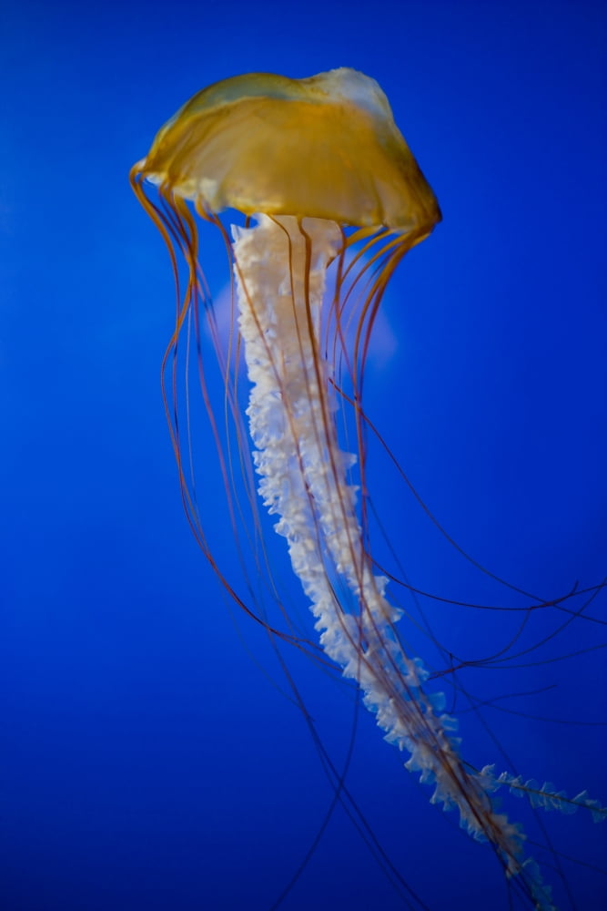 Jellyfish Canvas Art - Darren Greenwood Design Pics (12 x 18)