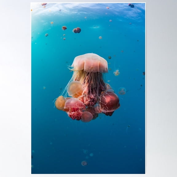 Jellyfish Chandelier Poster Wall Art, Modern Wall Decor For Living Room Bedroom, 8x12 UNFRAMED