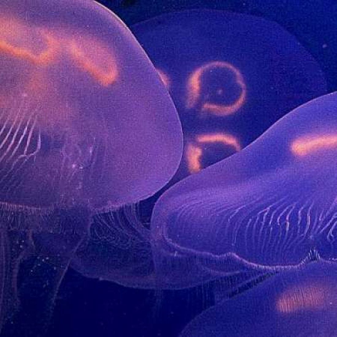Jellyfish Dance II Canvas Art - Rita Crane (24 x 24)