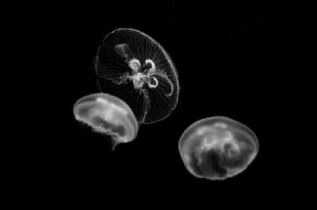 Jellyfish Glow II Canvas Art - Erin Berzel (20 x 28)