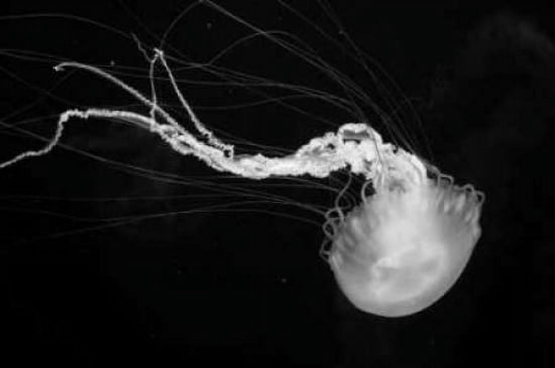 Jellyfish Glow IV Canvas Art - Erin Berzel (20 x 28)