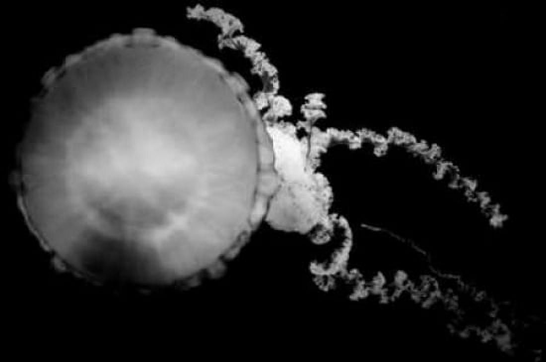Jellyfish Glow IX Canvas Art - Erin Berzel (20 x 28)
