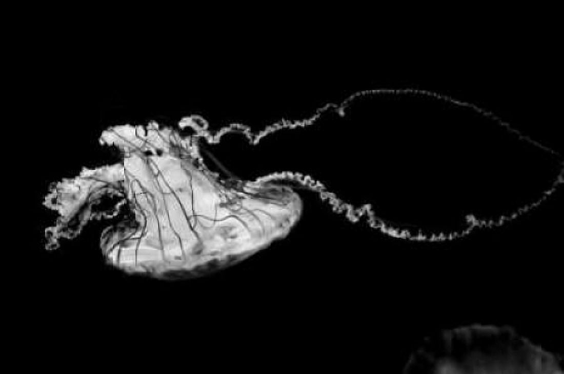 Jellyfish Glow V Canvas Art - Erin Berzel (20 x 28)
