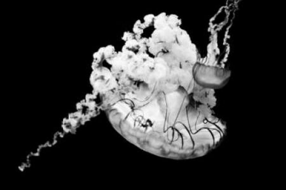 Jellyfish Glow VI Canvas Art - Erin Berzel (20 x 28)