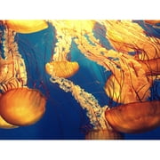 Jellyfish Group Underwater Ocean Large Wall Art Print