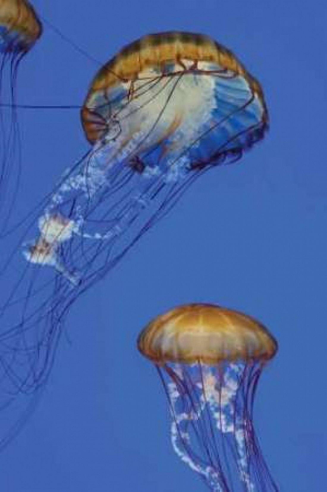 Jellyfish I Canvas Art - Erin Berzel (20 x 28)