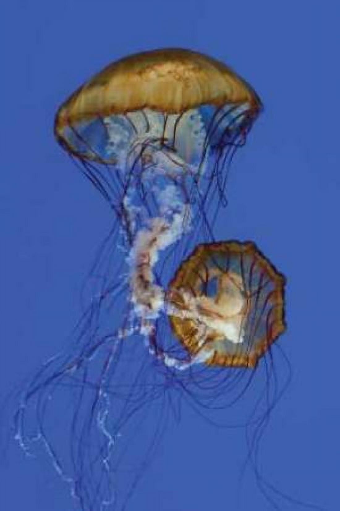 Jellyfish II Canvas Art - Erin Berzel (20 x 28)
